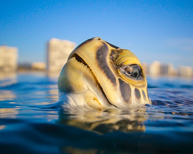 Le foto subacquee di questo fotografo ti faranno desiderare di essere una sirena 